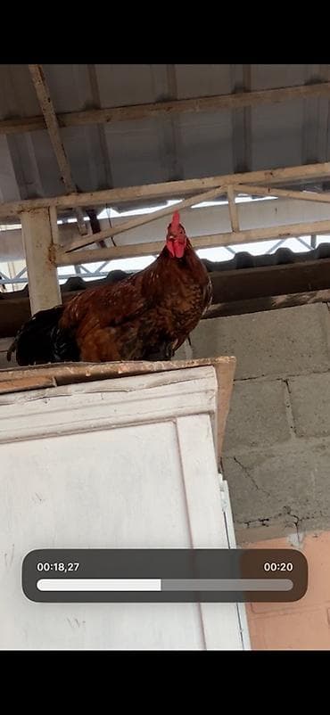 Продаю | Петух | Для разведения