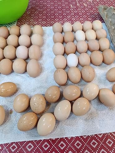 Продаю | Цыплята | Брама | На забой