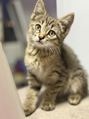 Пушистый котёнок с классическим тигровым (табби) окраcом. 🐾 Отдам
