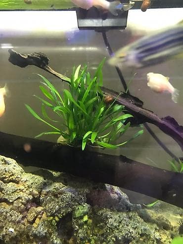 купить малек форели: Криптокорина парва (Cryptocoryne parva) — компактное аквариумное — 2