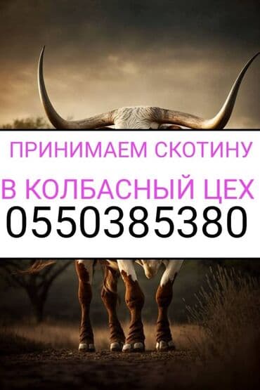 племенные коровы молочные купить: Куплю | Коровы, быки, Лошади, кони, Другие с/х животные | Круглосуточно, Любое состояние, Забитый — 1