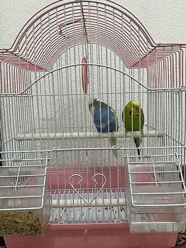 Услуги ветеринара: Волнистые попугаи с клеткой и аксессуарами - Пара волнистых попугаев — 2