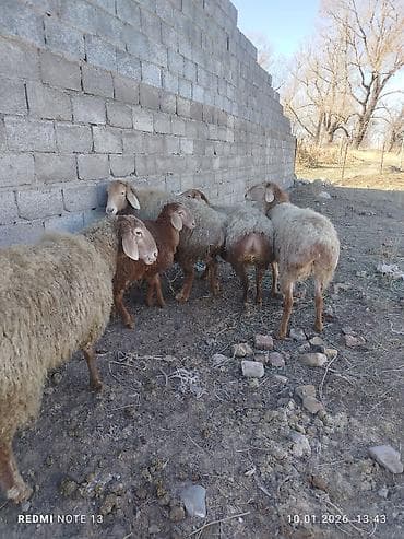 для кур: Продаю | Овца (самка) | Для разведения | Ярка — 3