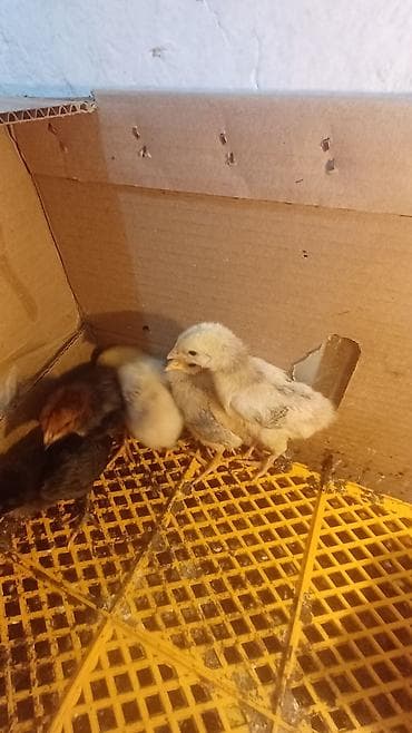 продам курей: Продаю | Цыплята | Домашняя | Для разведения — 2