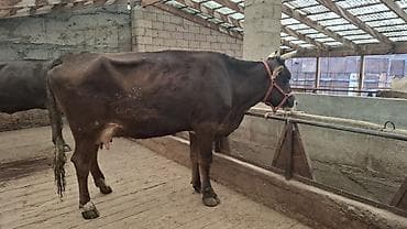 Животные: Продаю | Корова (самка) | Голштин, Алатауская, Швицкая | Для разведения, Для молока | Племенные, Стельные — 7
