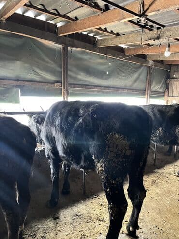 жыргый телка быки: Продаю | Корова (самка), Тёлка | Швицкая, Голштин, Полукровка | На забой, Для молока, Для разведения | Искусственник, Не стельные, Отела не было — 2