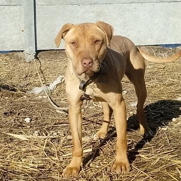 Питбуль, 1 год, Самка, С прививкой