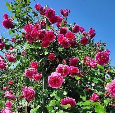 махровый: Саженцы — 1