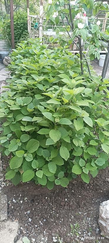 шафран семена: Самовывоз — 1