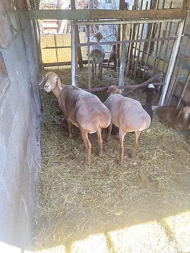 машинка овец: Продаю | Овца (самка) | Для разведения | Матка — 1