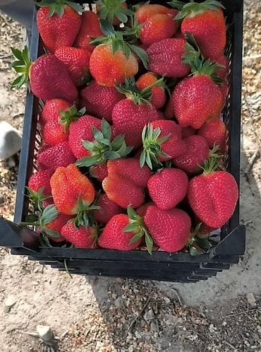 ящик для пчёл: Пластиковый Ящик, Новый — 8