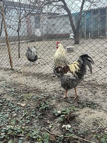 собаки тайган: Сатам | Короздор — 1