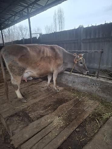 карова швицкая: Продаю | Корова (самка) | Швицкая | Для молока — 1