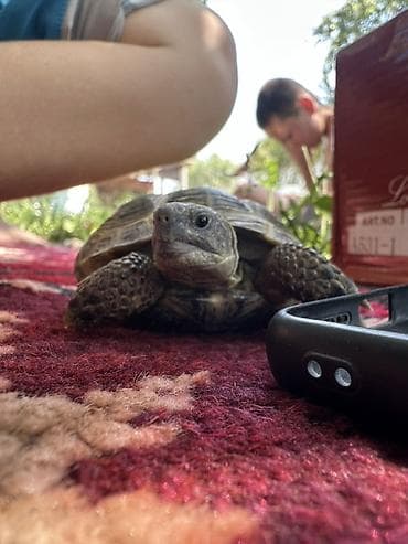 змеи живые: Среднеазиатская черепаха (Testudo horsfieldii). - Вид: наземная — 2