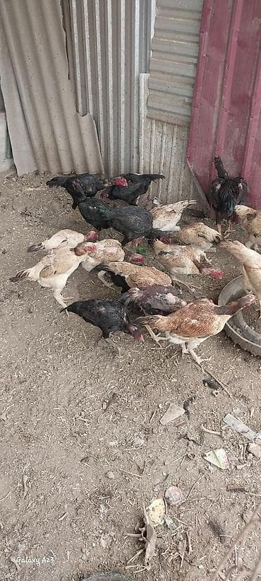 кошка жалал абад: Сатам | Тооктор | Тебиштирүүчү | Көбөйтүү үчүн — 5