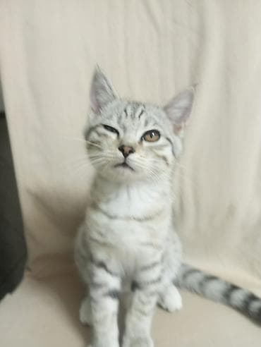 3 месяца, Мальчик, Приучена к лотку