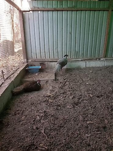 Продаю молодых серебряных фазанов