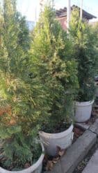 деревья продаю: Туя западная Smaragd (Thuja occidentalis ‘Smaragd’) — вечнозелёная — 10