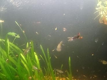 Ветеринар кызматы: Живородящие аквариумные рыбки гуппи - Окрас: разнообразный — самцы с — 2