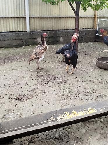 суточный квартира джалал абад: Дакан мекиштер сатылат активный 8 штук бар алмашу жолдору бар жемге — 5