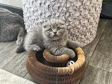 голубая кошка: Скотиш Фолд (Шотландская вислоухая), 2 месяца, Мальчик, Приучена к лотку, С документами — 1