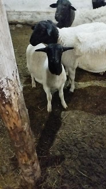 день сяпина: Продаю | Ягненок | Для разведения — 5