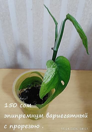 себе: Колеусы. Несколько сортов. Эпипремнум " Золотистый". Эпипремнум "Себу — 9