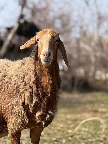 Лошади, кони: Продаю | Овца (самка) | Арашан | Для разведения | Матка — 2