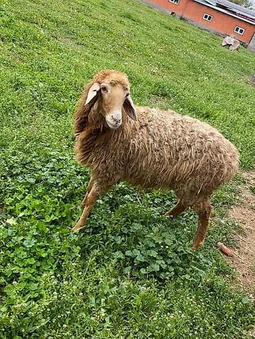 кролик цена: Продаю | Овца (самка) | Для разведения — 3