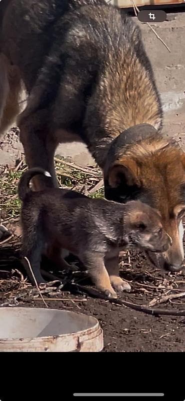 собаки хаски: Отдаю в добрые руки щенков, их 5, порода лайки, им по 2 недели — 3