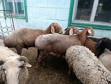 машинка для животных: Продаю | Баран (самец) | На забой — 8