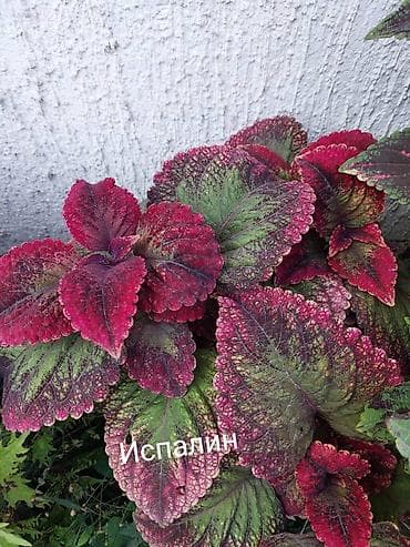 Коллекция декоративных колиусов (Coleus) — яркие сортовые растения для