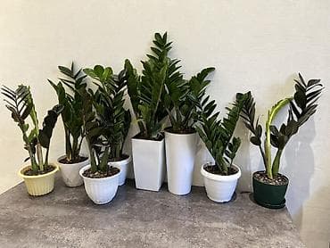 Үй жана бакча: Замиокулькас зензи по 7,8 кустов в одном горшке (Zamioculcas — 10