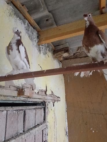 На игру гарантия голубь и голубка ещё не вылетали