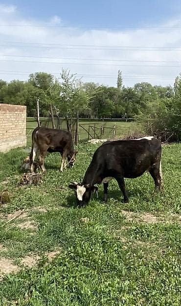 Продаю | Корова (самка) | Полукровка | Для разведения | Стельные