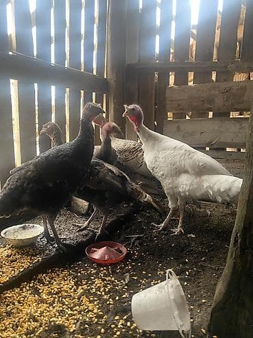 Продаю | Индюк (самец) | На забой, Для разведения | Племенные
