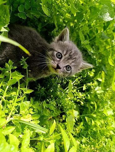 вислоухие кошки цена: Британская короткошёрстная, 1 месяц, Девочка, Приучена к лотку — 3