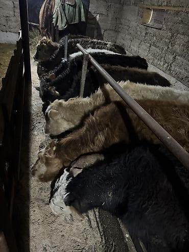 токмок кошка: Сатам | Бука (эркек) | Алатоолук | Көбөйтүү үчүн | Байланган — 8