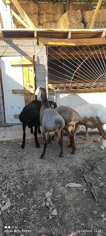 грил козу: Продаю | Баран (самец) | На забой, Для разведения | Племенные — 4