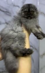 скоттиш фолд шотландская вислоухая кошка: Порода: шотландская вислоухая (Scottish Fold), длинношёрстный тип — 2