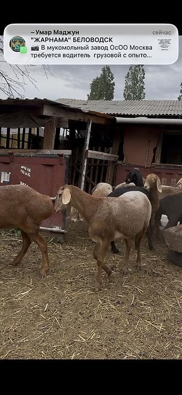 кошка сфинкс с шерстью: Продаю | Овца (самка), Ягненок | Арашан | Для разведения | Матка, Ярка — 8