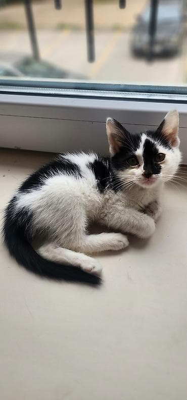 d cat: Котёнок, мальчик, 3 месяца Ласковый и любопытный, любит сидеть у окна — 1