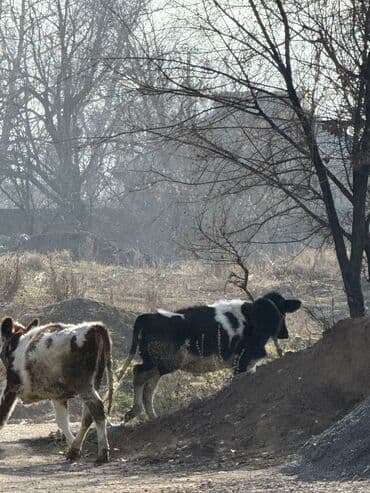 сколько стоит корова дойная: Продаю | Музоо, торпок | Полукровка | На откорм | Привязанные — 8