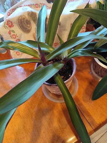 декабристов: Цветы от 150 сом, комнатные адаптированые. Алоэ Вера детки, Алоэ — 3