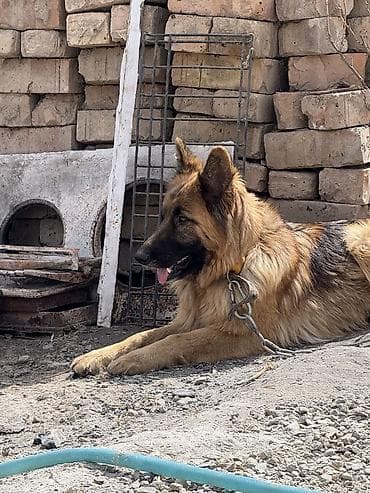 рысь кошка: Продаю Щенков — 5