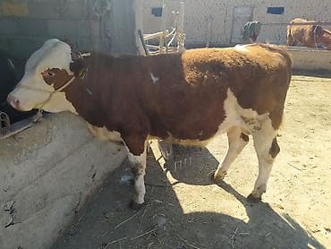 животные в ош: Продаю | Бык (самец) | Симментальская | На откорм | Племенные — 3