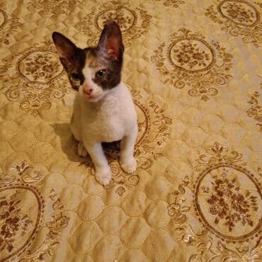 возьму собаку даром: Донской сфинкс, 2 месяца, Девочка, Черепаховый, Приучена к лотку — 1