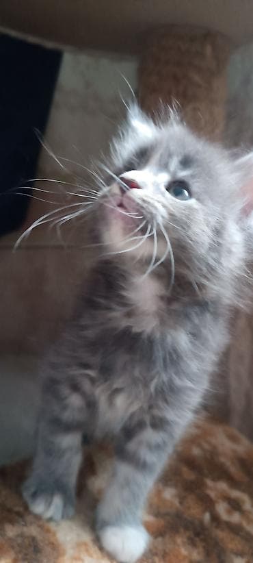 кошк: Мейн-Куны!!!🥰🥰🥰 Продаются Чистокровные,Шикарные котята! Отличная — 4