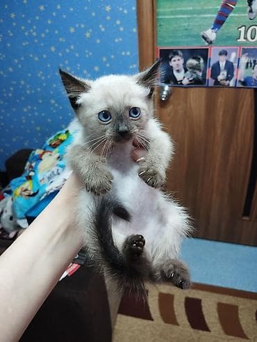 купить белую кошку: Отдаем котят в добрые руки — 4