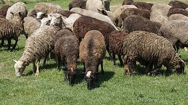 Животные: Продаю | Овца (самка), Ягненок, Баран (самец) | На забой, Для разведения | Матка — 3